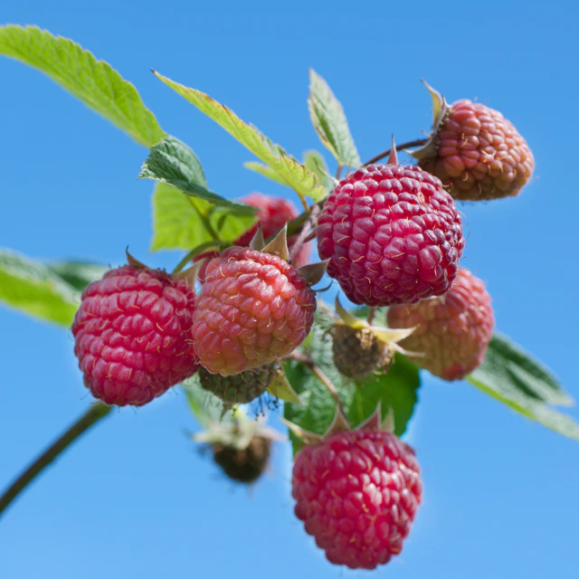 Red Rasp. - Heritage | Hickory Ridge Orchard LLC