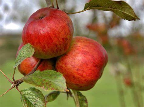 Wolf River Apple Tree | Hickory Ridge Orchard LLC