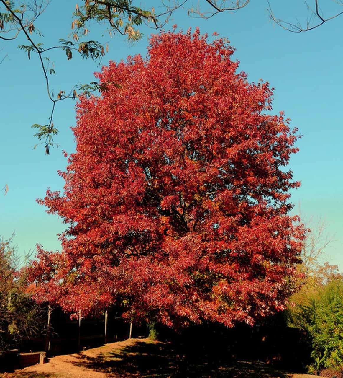 oak-red-tree-hickory-ridge-orchard-llc